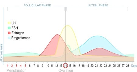 Female Menstrual Cycle